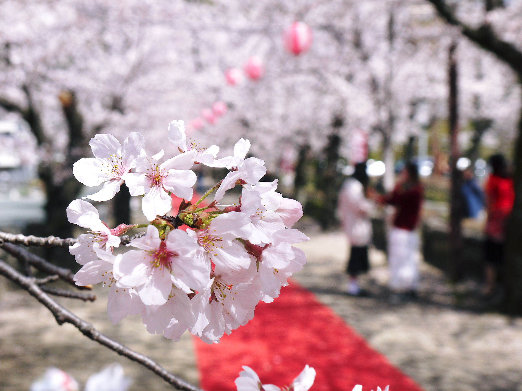 菊池公園、菊池神社の桜photoコレクション 2021 ビューポイントも紹介! _a0254656_18381753.jpg