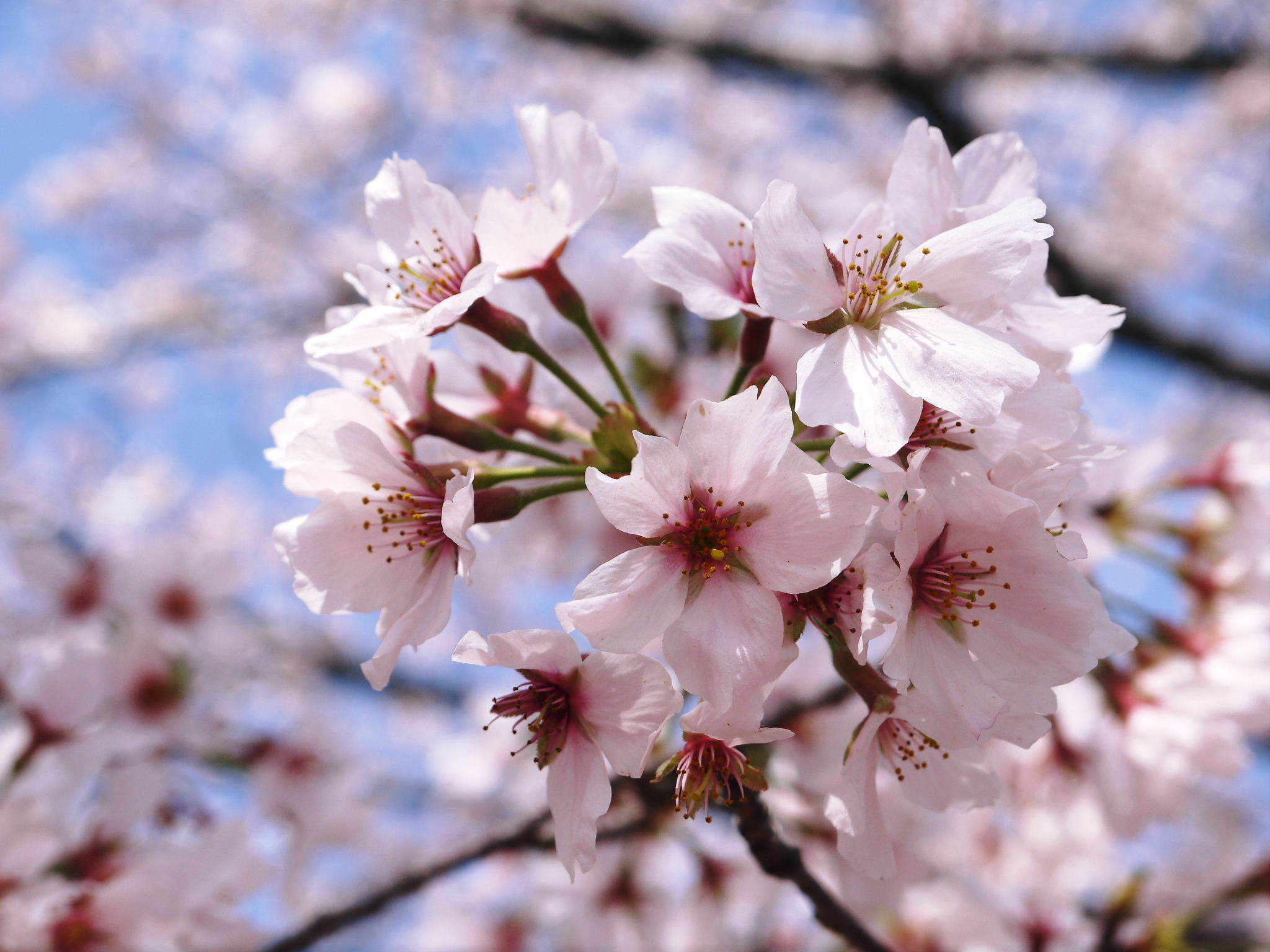菊池公園、菊池神社の桜photoコレクション 2021　ビューポイントも紹介！ _a0254656_18391733.jpg