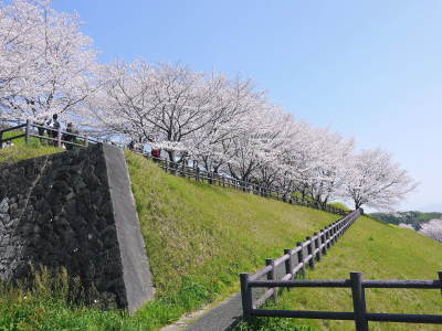 菊池公園、菊池神社の桜photoコレクション 2021 ビューポイントも紹介! _a0254656_18410665.jpg