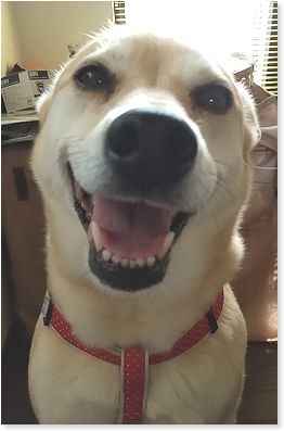 犬はアシカと同じ仲間です 番犬ハナとmix犬サクのおさんぽ毎日 犬はアシカと同じ仲間です 番犬ハナとmix犬サクのおさんぽ毎日