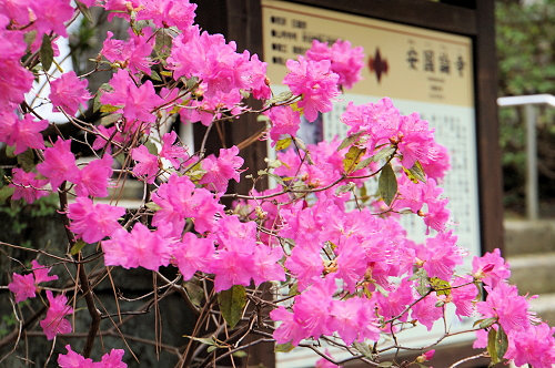 ☆春分の日、ひっそり咲く”しだれ桜”no.２、鎌倉／安国論寺！_c0168984_18513349.jpg