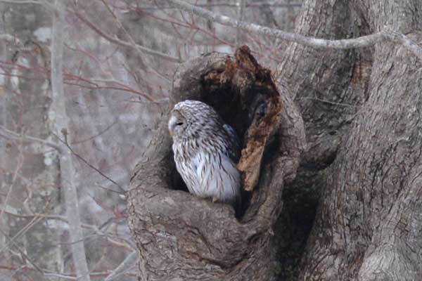 野幌森林公園のフクロウ 四季の風 野幌森林公園のフクロウ 四季の風