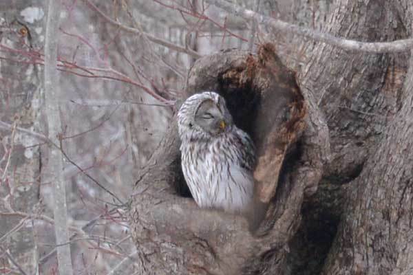 野幌森林公園のフクロウ 四季の風 野幌森林公園のフクロウ 四季の風