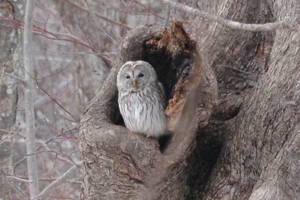 野幌森林公園のフクロウ 四季の風 野幌森林公園のフクロウ 四季の風