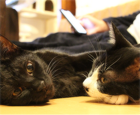 兄弟猫_a0389088_14252214.jpg