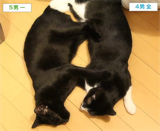 兄弟猫_a0389088_14252234.jpg