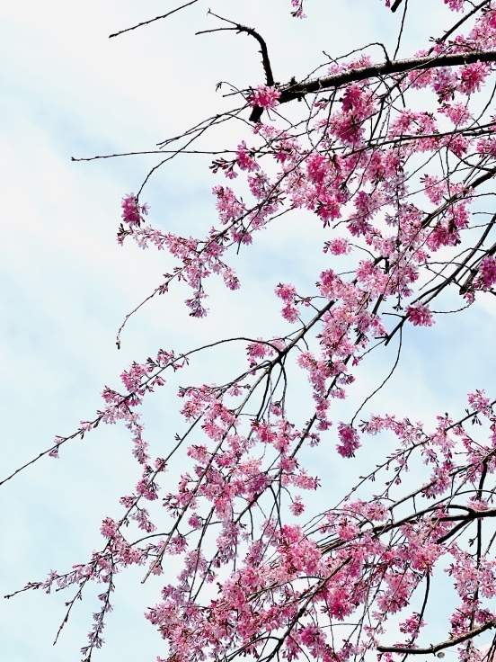いつの間にか桜も咲いちゃって_c0212604_07180656.jpeg