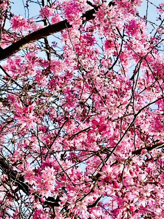 いつの間にか桜も咲いちゃって_c0212604_07194680.jpeg