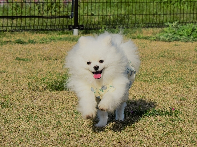 春になったから、魅惑のアレ_d0360206_20372561.jpg