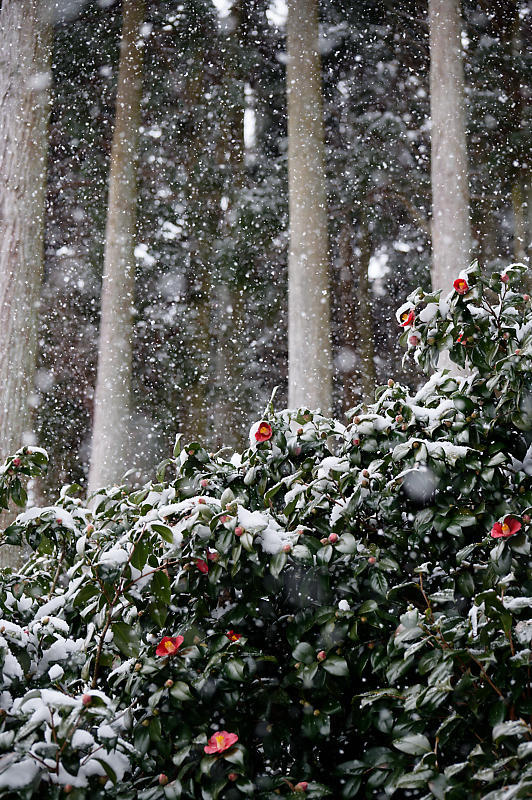 雪景色@滋賀県今津町　酒波寺_f0032011_18561123.jpg