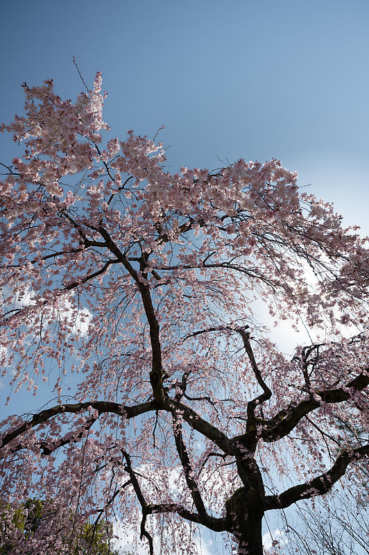 2021桜巡り　糸桜＠御所　出水_f0032011_19202732.jpg