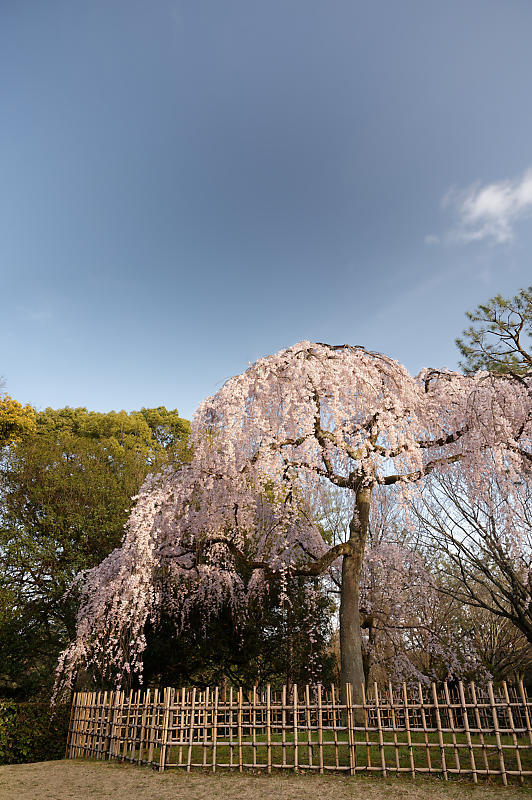 2021桜巡り　糸桜＠御所　出水_f0032011_19205514.jpg