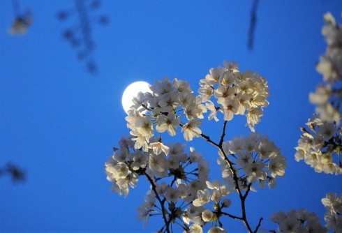 Sakura & Moon_f0006713_22380055.jpg
