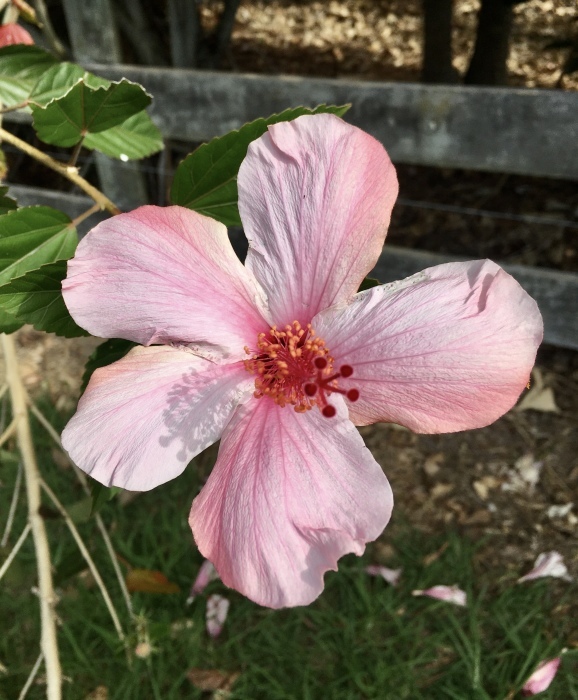 秋にも花粉は飛ぶ Pollen In The Fall アメリカからニュージーランドへ