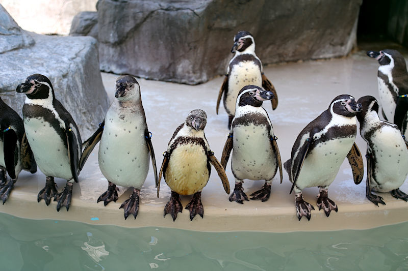 ペンギン解説 元気なフンボルトペンギンたち 動物園放浪記 ペンギン解説 元気なフンボルトペンギンたち 動物園放浪記