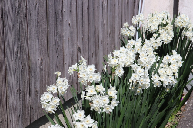 勘弁してほしいニオイの水仙 うふふなダイドコ Plus