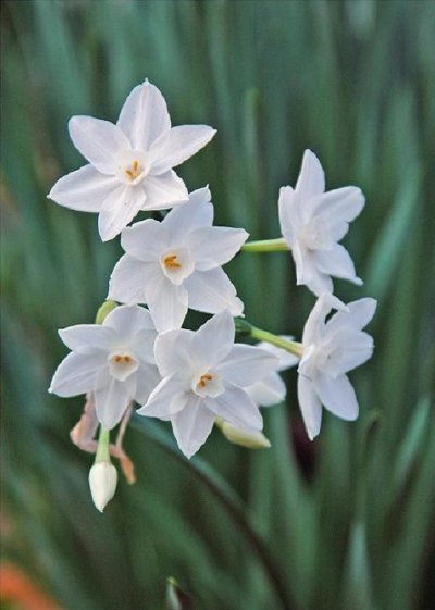 勘弁してほしいニオイの水仙 うふふなダイドコ Plus