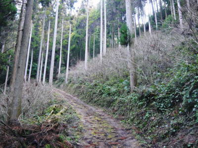 熊本県産!幻の白い「長生たけのこ」 令和3年度の先行予約受付スタート!初回出荷は4月2日(金)!_a0254656_17321250.jpg
