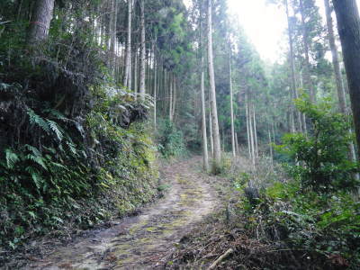 熊本県産!幻の白い「長生たけのこ」 令和3年度の先行予約受付スタート!初回出荷は4月2日(金)!_a0254656_17322840.jpg