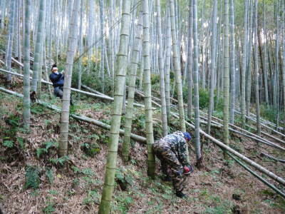 熊本県産!幻の白い「長生たけのこ」 令和3年度の先行予約受付スタート!初回出荷は4月2日(金)!_a0254656_17430851.jpg