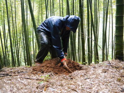熊本県産!幻の白い「長生たけのこ」 令和3年度の先行予約受付スタート!初回出荷は4月2日(金)!_a0254656_17540968.jpg