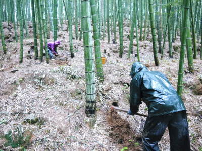 熊本県産!幻の白い「長生たけのこ」 令和3年度の先行予約受付スタート!初回出荷は4月2日(金)!_a0254656_17551016.jpg