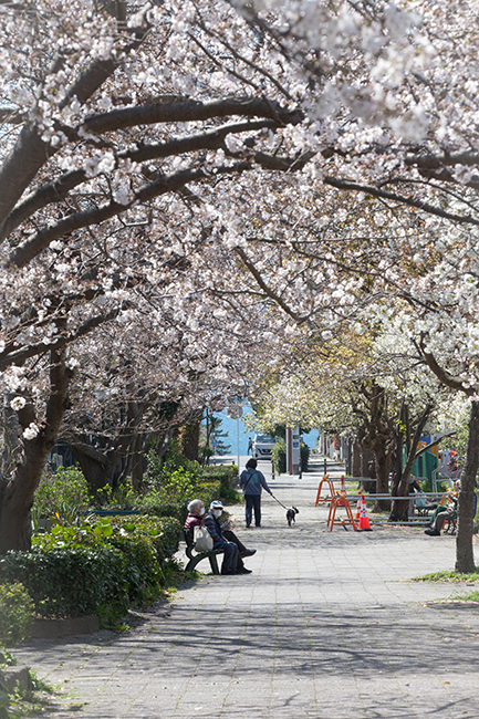桜プロムナード 八分咲き 七里ヶ浜だより Letters From South Shore 桜プロムナード 八分咲き 七里ヶ浜だより Letters From South Shore