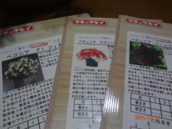 ペチュニア種まき 縄をなうように ペチュニア種まき 縄をなうように