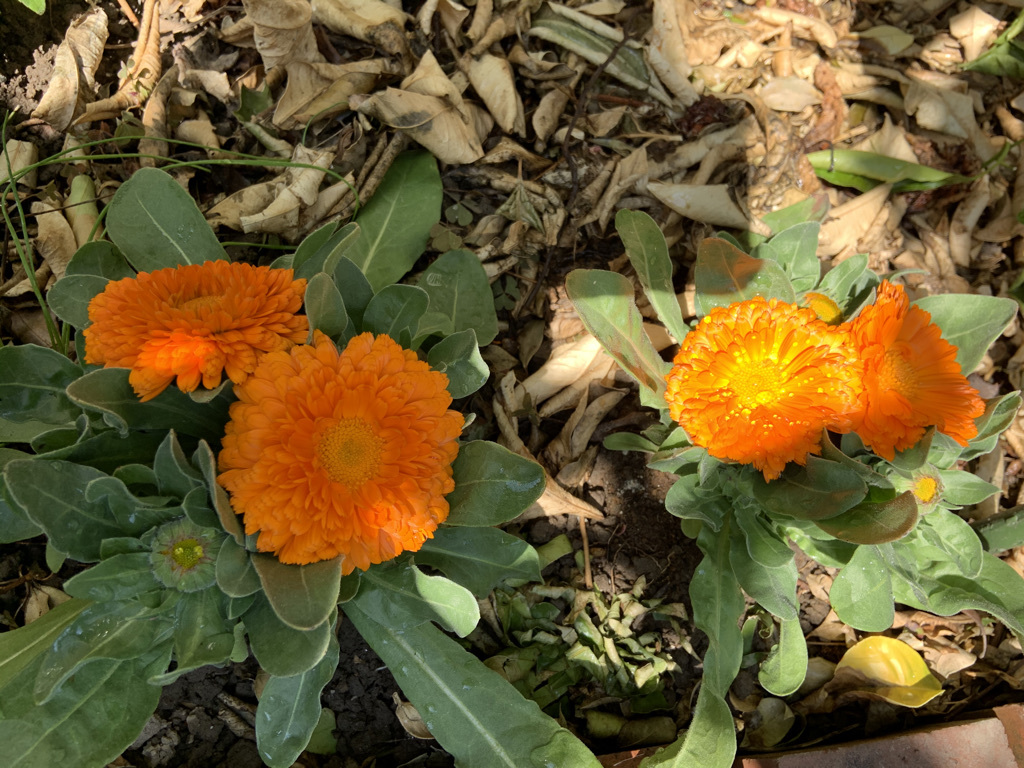 葡萄蔓のナミダ…_b0349795_15381208.jpeg