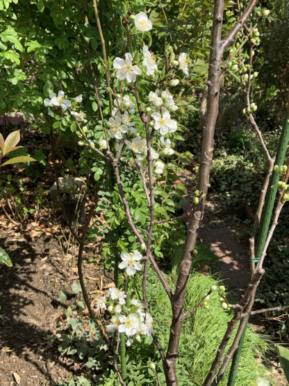 葡萄蔓のナミダ…_b0349795_15381309.jpeg