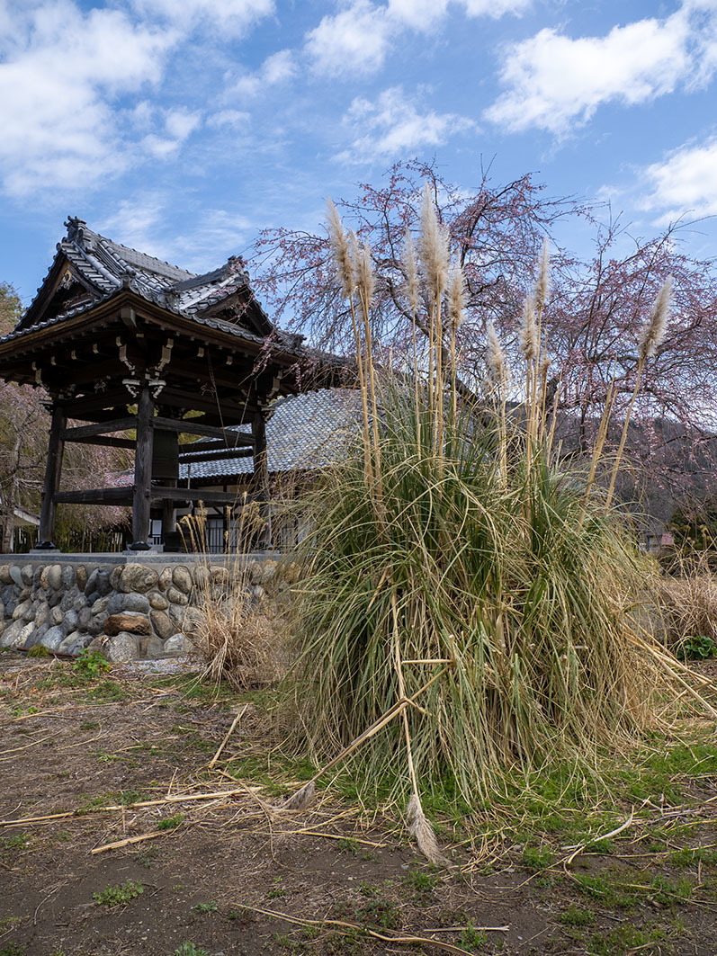 桜も良い道光寺 Nama3の気ままに雑記