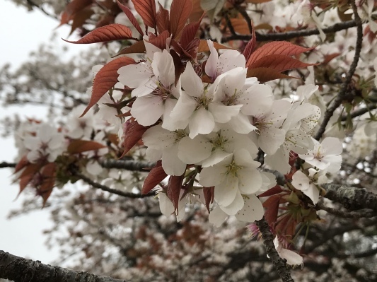 ヤマザクラ（Wild cherry tree)_e0181901_22393513.jpeg