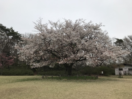 ヤマザクラ（Wild cherry tree)_e0181901_22495530.jpeg