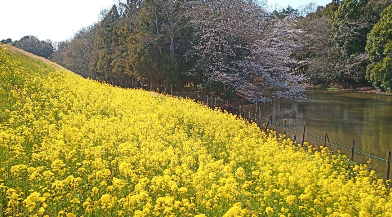 春の風景 季節の風