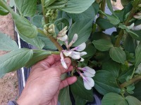 空豆の花摘み 芝桜の蕾 ツルニチニチソウの開花と毒 ざっかラボ九隆庵 創作事情 空豆の花摘み 芝桜の蕾 ツルニチニチソウの開花と毒 ざっかラボ九隆庵 創作事情