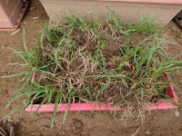 ニラの植え替え ざっかラボ九隆庵 創作事情 ニラの植え替え ざっかラボ九隆庵 創作事情
