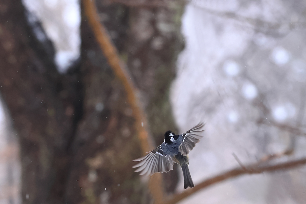 北で出会った野鳥たち_e0308105_22274767.jpg