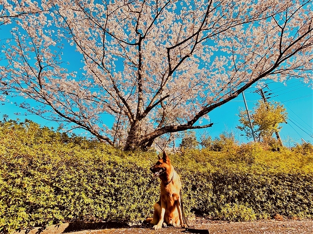 シェパードには桜が似合う_d0360206_20192104.jpg