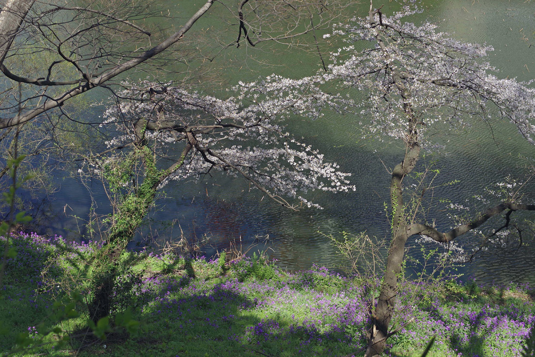 北の丸公園 桜 2 千鳥ヶ淵 生きる 撮る