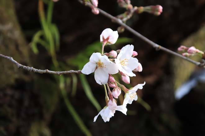 あちこちで開花した　西陣の桜_e0048413_18392643.jpg