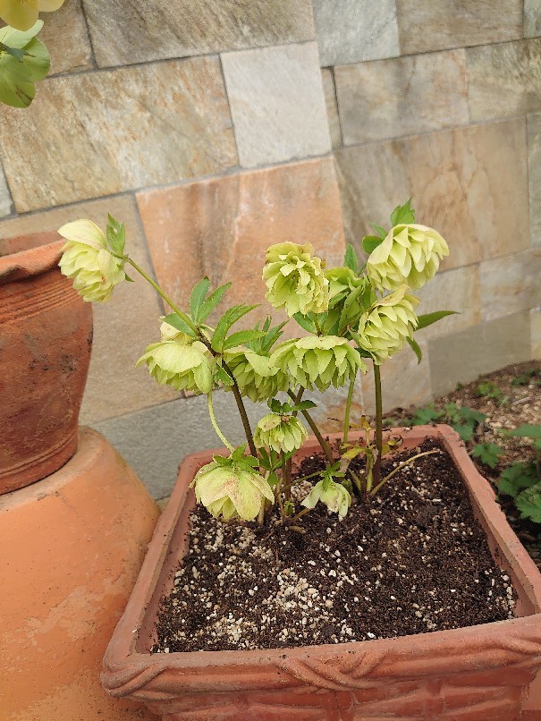 鉢植えの植え替え ピオニーの森 鉢植えの植え替え ピオニーの森
