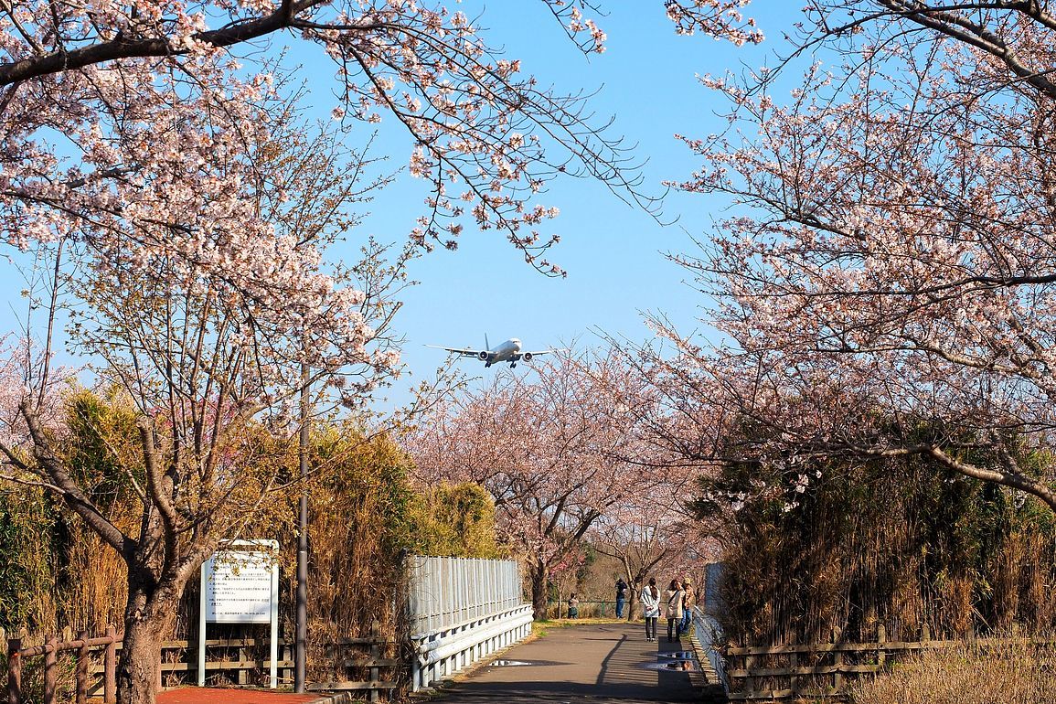 さくらと飛行機のコラボ・・・今しか撮れないよ♪　成田・さくらの山公園（エピソード＃１）_a0031821_13282384.jpg