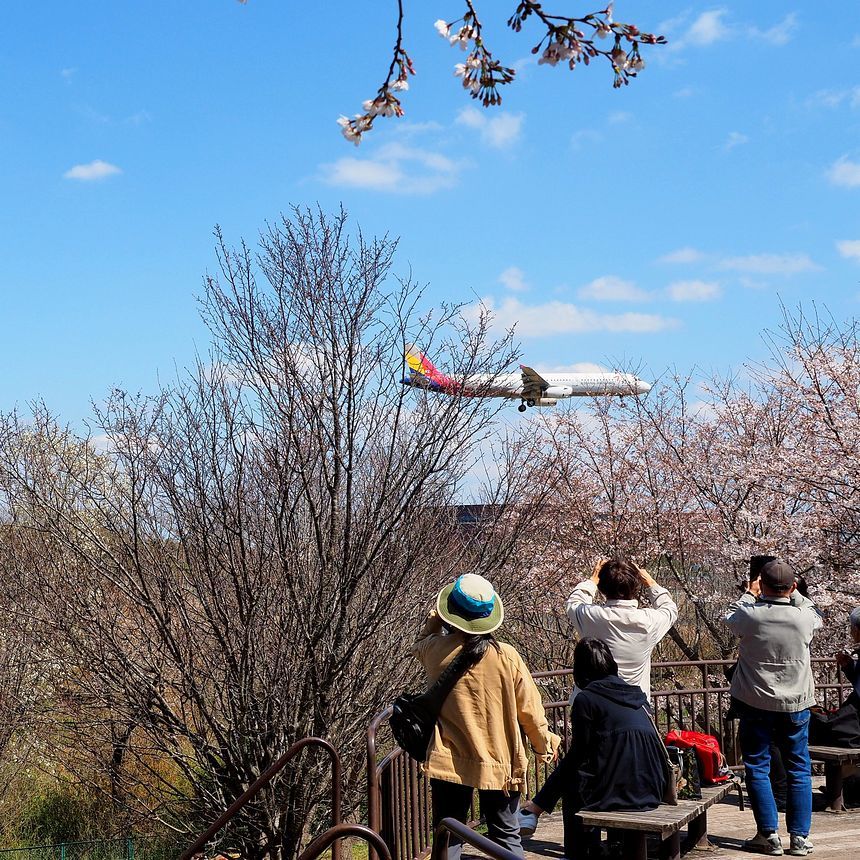 さくらと飛行機のコラボ・・・今しか撮れないよ♪　成田・さくらの山公園（エピソード＃１）_a0031821_14134937.jpg