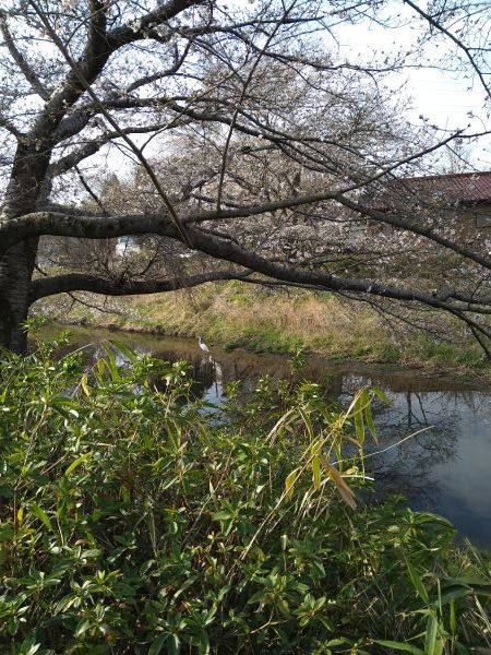 桜探しの朝の散歩_c0155326_21044472.jpg