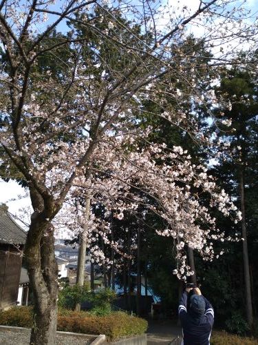 桜探しの朝の散歩_c0155326_21052404.jpg