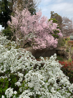 東京は桜が満開になったとか。_f0167026_12403263.jpg