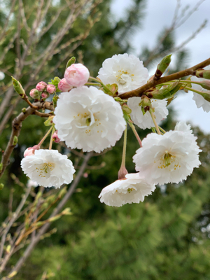 東京は桜が満開になったとか。_f0167026_12412291.jpg