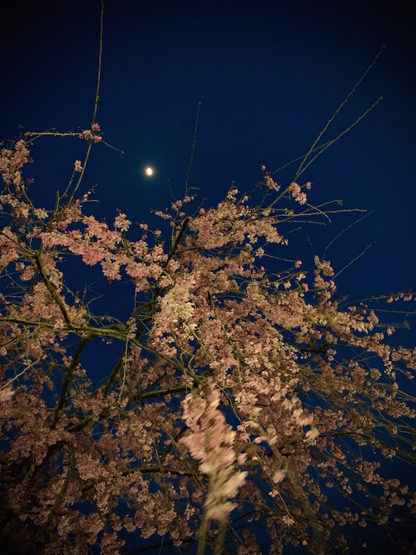 pink_b0172633_20581940.jpg