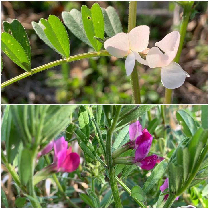 白花のカラスノエンドウ発見 今日の一枚 白花のカラスノエンドウ発見 今日の一枚