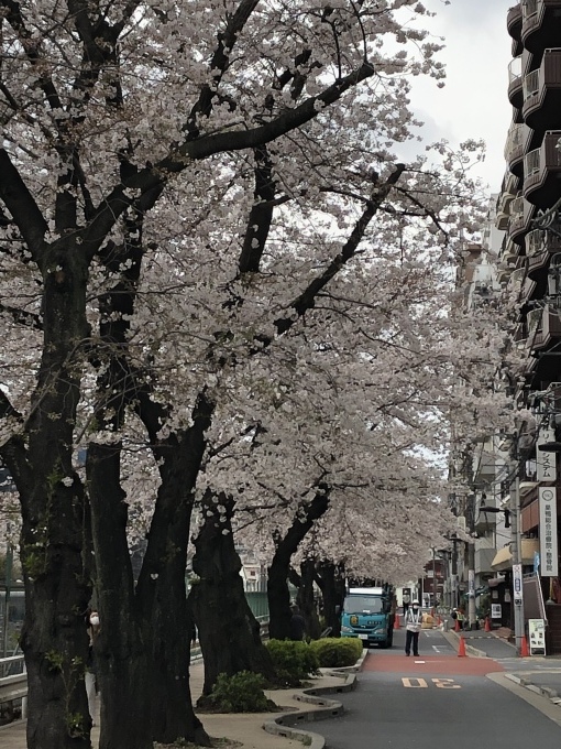 巣鴨の桜も満開🌸_f0140343_23145184.jpeg